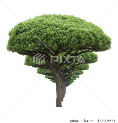 Lush, green tree with unique, layered canopy stands tall, showcasing its vibrant foliage and sturdy trunk. tree distinctive shape and rich greenery create striking natural display 128906673