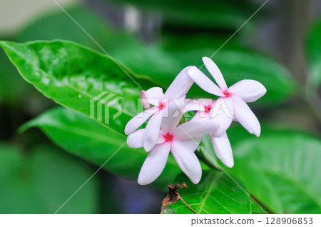 Kopsia fruticosa Kerr A DC ,Kopsia fruticosa Roxb A DC or  APOCYNACEAE or pink flower 128906853
