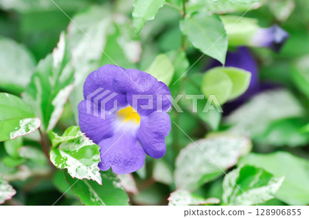 ACANTHACEAE, Bush clock vine or Thunbergia erecta Benth T Anderson or purole flower ACANTHACEAE, Bush clock vine or Thunbergia erecta Benth T Anderson or purole flower 128906855
