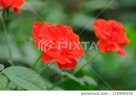 briosa rose , red rose or Garden roses , zaide rose or William Christie Rose or Mary Rose or Rosa damascena Mill or Rose or Damask rose or Rosaceae 128906856