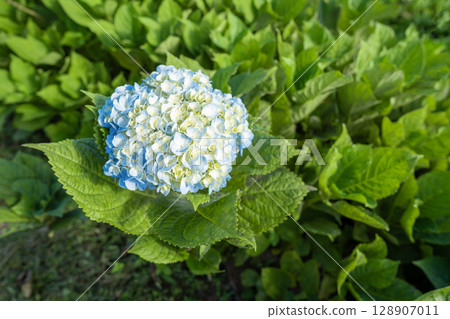 Natural Landscape view of purple Hydrangea flower (Hydrangea macrophylla). 128907011