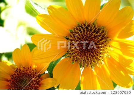 sunflower sunflower 128907020