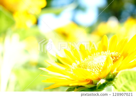 Sunflower field 128907021
