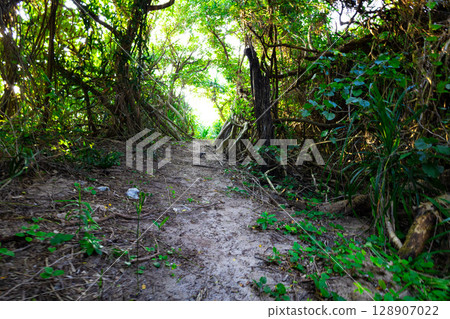 A tropical resort vacation: A tunnel of trees in a natural forest where the sunlight shines through (Miyakojima City, Okinawa Prefecture) A tropical resort vacation: A tunnel of trees in a natural forest where the sunlight shines through (Miyakojima City, Okinawa Prefecture) 128907022
