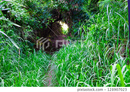 A tropical resort vacation: A tunnel of trees in a natural forest where the sunlight shines through (Miyakojima City, Okinawa Prefecture) A tropical resort vacation: A tunnel of trees in a natural forest where the sunlight shines through (Miyakojima City, Okinawa Prefecture) 128907023