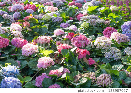 Colorful hydrangea flowers. Many Hydrangea macrophylla Blossom in garden. Colorful hydrangea flowers. Many Hydrangea macrophylla Blossom in garden. 128907027