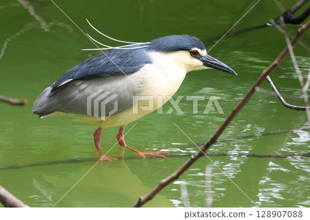 Blue-eared Night Heron 128907088