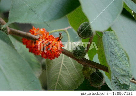 Close up of a Broussonetia Papyrifera tropical berry 128907121