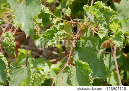 Phylloxera Vitifoliae galls on grape leaves 128907126