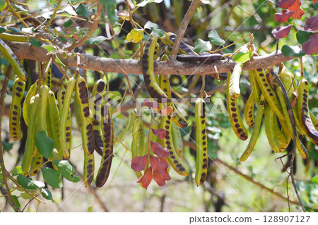 Close-up of a branch with long, green seed pods 128907127