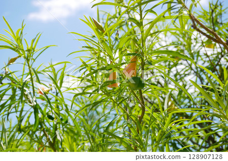 Yellow Nerium Oleander tree with fruit Yellow Nerium Oleander tree with fruit 128907128