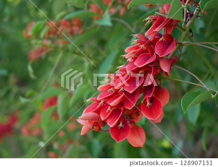 Erythrina tree red flowers close up Erythrina tree red flowers close up 128907131