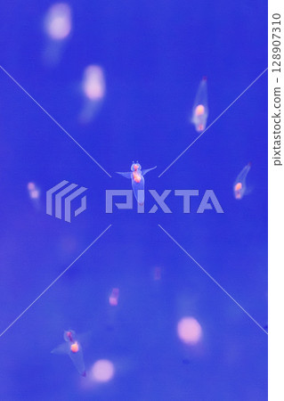 冰海仙女克利俄涅之舞 冰海仙女克利俄涅之舞 128907310