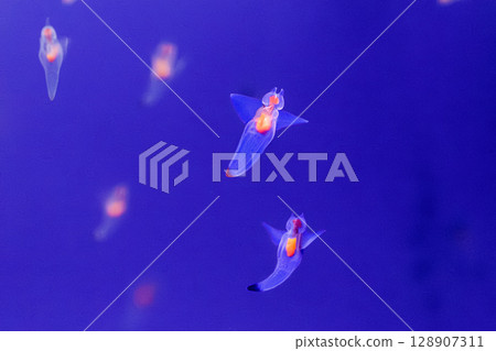 漂浮在藍色世界的天使 128907311