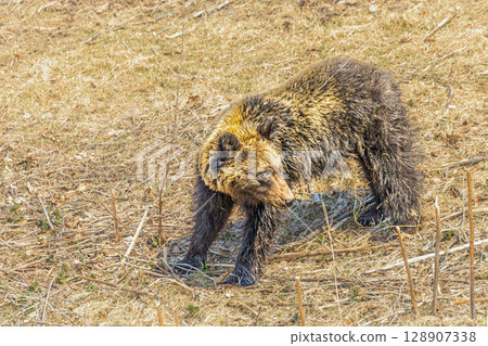 在嚴酷的荒野中行走－看到熊 128907338