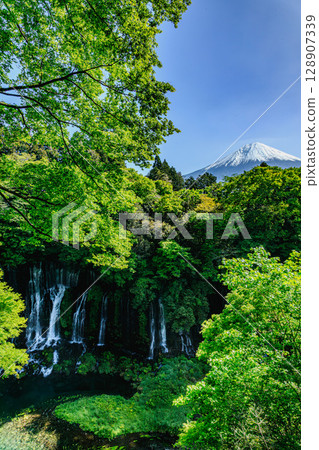 A spectacular view of Shiraito Falls and Mt. Fuji in beautiful greenery 128907339