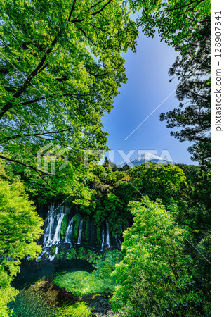Fresh green Shiraito Falls and Mount Fuji 128907341