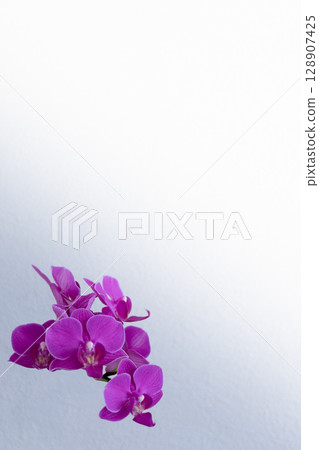 蝴蝶蘭紫16 128907425
