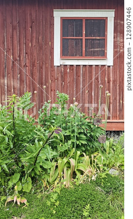 Traditional red wooden wall with a white-framed window and lush green garden plants in front Traditional red wooden wall with a white-framed window and lush green garden plants in front 128907446