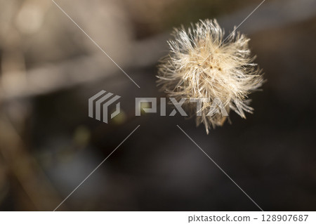 去年秋天盛開的 Koyabouki 花在早春時節仍留在樹林中 128907687