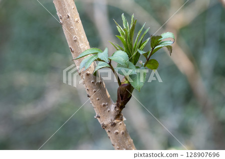 早春時節,接骨木樹葉在樹林中發芽 早春時節,接骨木樹葉在樹林中發芽 128907696