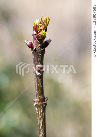 Young leaves of the Japanese quince sprouting in a grove in early spring Young leaves of the Japanese quince sprouting in a grove in early spring 128907699