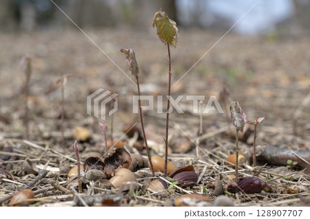 早春時節,櫟樹幼苗在樹林中發芽 早春時節,櫟樹幼苗在樹林中發芽 128907707