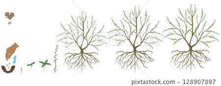 Cycle of growth of manuka plant isolated on a white background. Cycle of growth of manuka plant isolated on a white background. 128907897