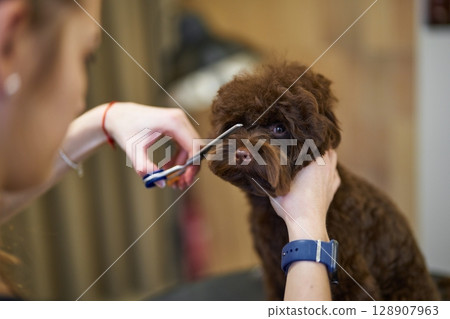 Grooming a small brown dog in a modern pet salon Grooming a small brown dog in a modern pet salon 128907963