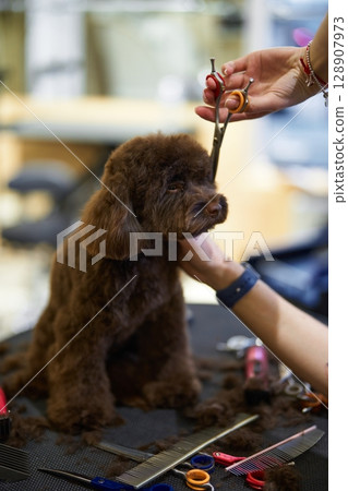 Dog grooming session in a cozy salon with stylist using scissors Dog grooming session in a cozy salon with stylist using scissors 128907973