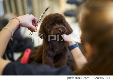 Dog receiving grooming treatment at a salon during daytime session Dog receiving grooming treatment at a salon during daytime session 128907974