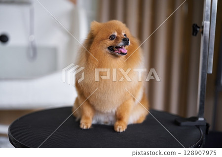 Pomeranian dog posing on a grooming table in bright interior setting Pomeranian dog posing on a grooming table in bright interior setting 128907975