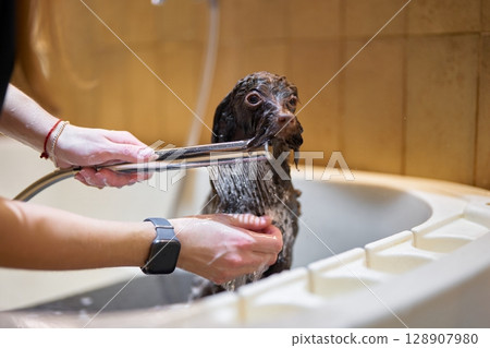 Dog gets a bath in a bathroom sink during a sunny afternoon Dog gets a bath in a bathroom sink during a sunny afternoon 128907980