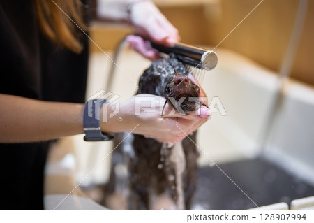 Dog grooming session in a modern salon with a focus on cleanliness 128907994