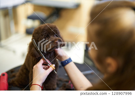 Brown dog receives hair grooming from professional stylist in salon Brown dog receives hair grooming from professional stylist in salon 128907996