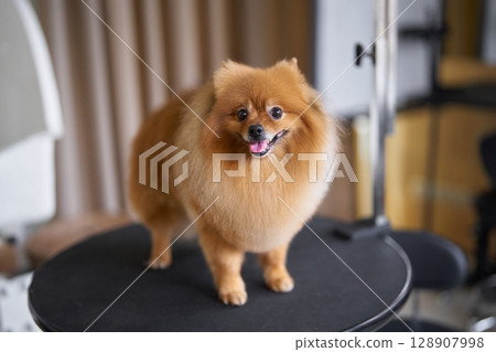 Pomeranian dog poses on a stage in a studio setting during a grooming session Pomeranian dog poses on a stage in a studio setting during a grooming session 128907998