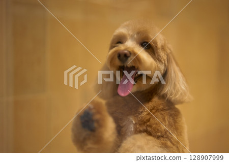 Happy dog playing behind a glass partition at a grooming salon Happy dog playing behind a glass partition at a grooming salon 128907999