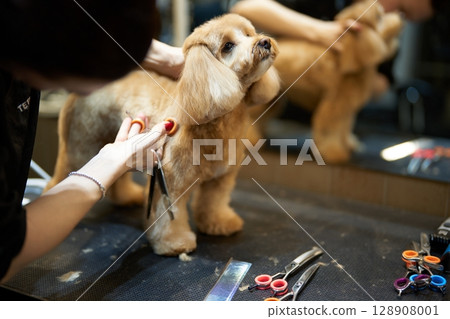 Dog grooming session in a salon setting during daytime Dog grooming session in a salon setting during daytime 128908001