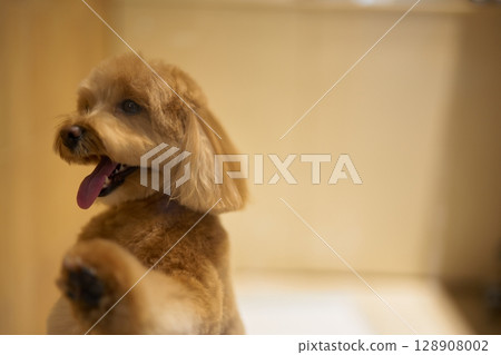 Cute dog posing with tongue out in a bright room Cute dog posing with tongue out in a bright room 128908002