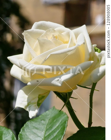 Close-up of a white rose in full bloom during spring, set against a softly blurred background. Emphasizes rose's deep, rich color and elegance. Perfect for romantic and floral themes Close-up of a white rose in full bloom during spring, set against a softly blurred background. Emphasizes rose's deep, rich color and elegance. Perfect for romantic and floral themes 128908005