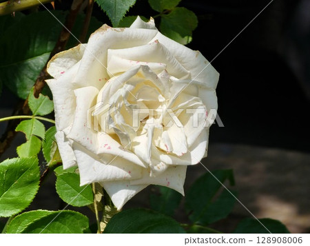 Close-up of a white rose in full bloom during spring, set against softly blurred background. Emphasizes the rose's deep, rich color and elegance. Perfect for romantic and floral themes Close-up of a white rose in full bloom during spring, set against softly blurred background. Emphasizes the rose's deep, rich color and elegance. Perfect for romantic and floral themes 128908006