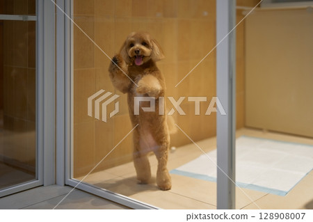 Dog eagerly stands behind glass in a clean indoor setting Dog eagerly stands behind glass in a clean indoor setting 128908007
