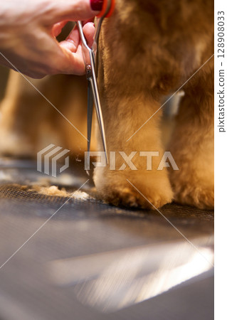 Grooming session for a dog with scissors at a pet salon Grooming session for a dog with scissors at a pet salon 128908033