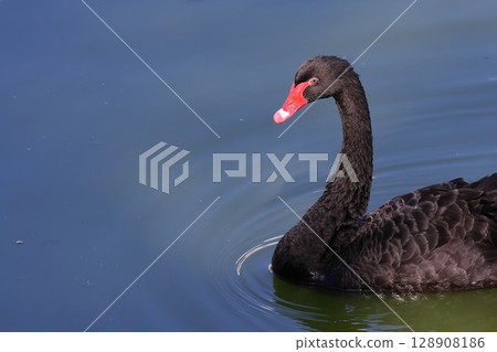 Black swan swimming in a pond 128908186