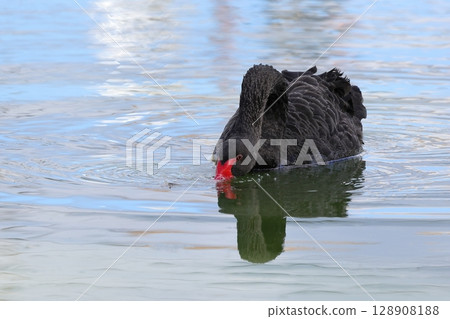 Black Swan feeding 128908188