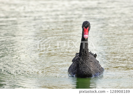 Black swan swimming in a pond 128908189