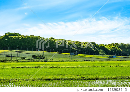 Tenryu Hamanako Railway running with rice fields and tea fields in the background, 128908343