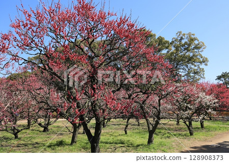 早春的栗林庭園(3月上旬梅花盛開) 早春的栗林庭園(3月上旬梅花盛開) 128908373
