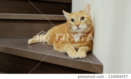 Ginger tabby cat napping on wooden staircase, basking in soft light, embodying domestic serenity with relaxed pose and comfortable posture 128908457