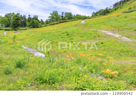 Day lilies in full bloom at Higashidateyama Alpine Garden 128908542